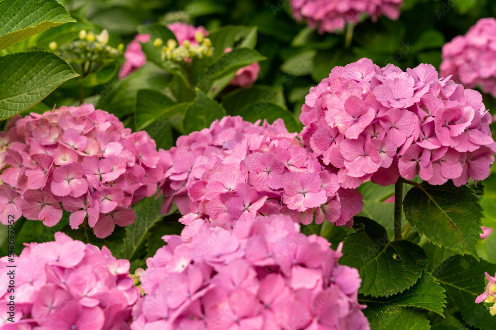 紫陽花 紫陽花