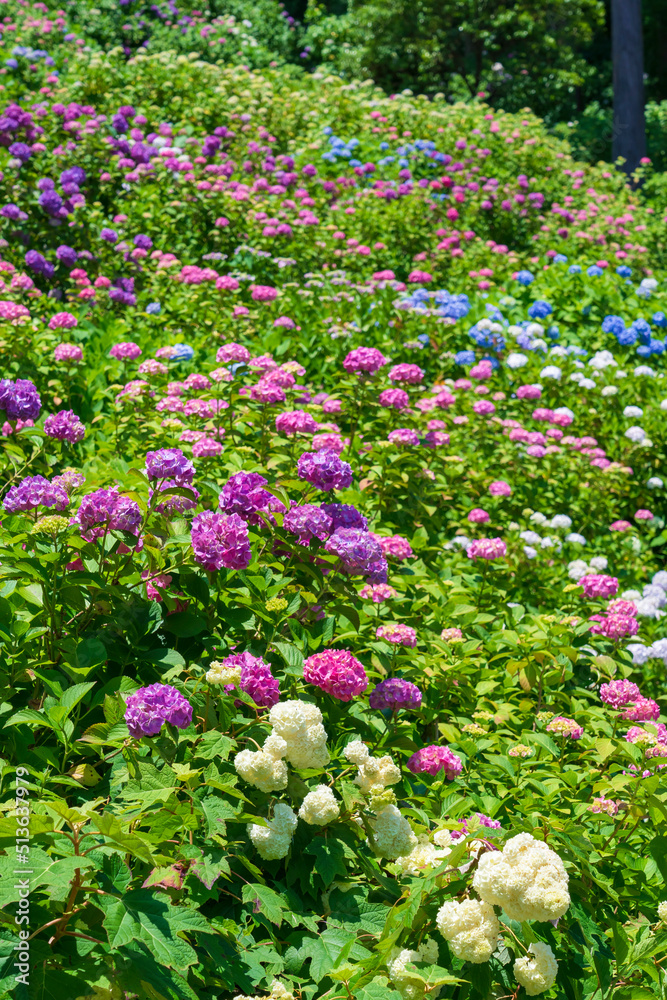 Naklejka premium 【千葉県】服部農園あじさい屋敷