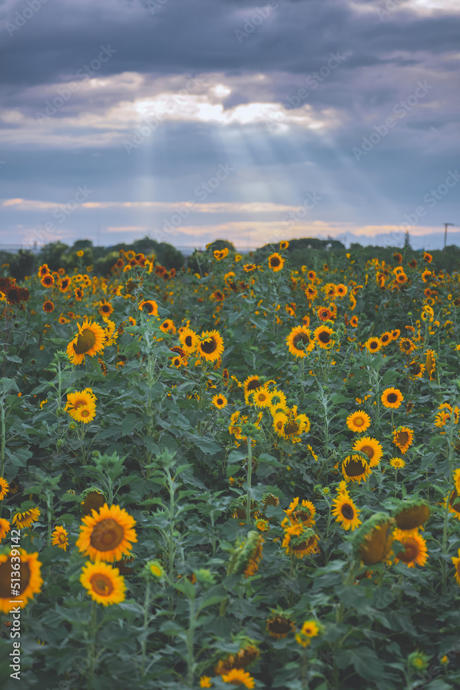 Obraz premium Blue sky, white clouds and beautiful sunflowers