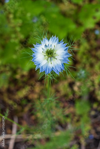 Discovering the delicate beauty of Love-in-a-Mist flowers while hiking through the scenic trails of Ohiopyle State Park, Pennsylvania photo