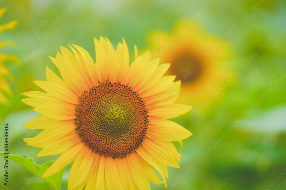 The beautiful sunflower sea in summer in June The beautiful sunflower sea in summer in June