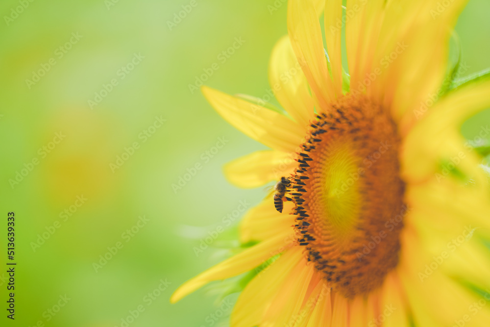 The beautiful sunflower sea in summer in June The beautiful sunflower sea in summer in June