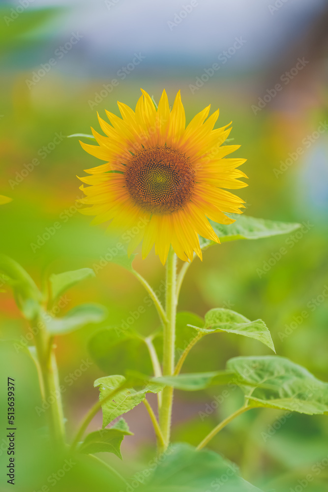 The beautiful sunflower sea in summer in June The beautiful sunflower sea in summer in June