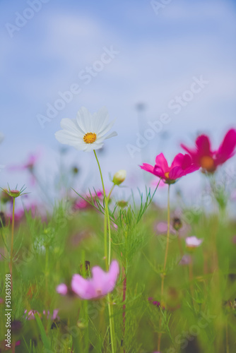 A beautiful sea of daisies © 云 王