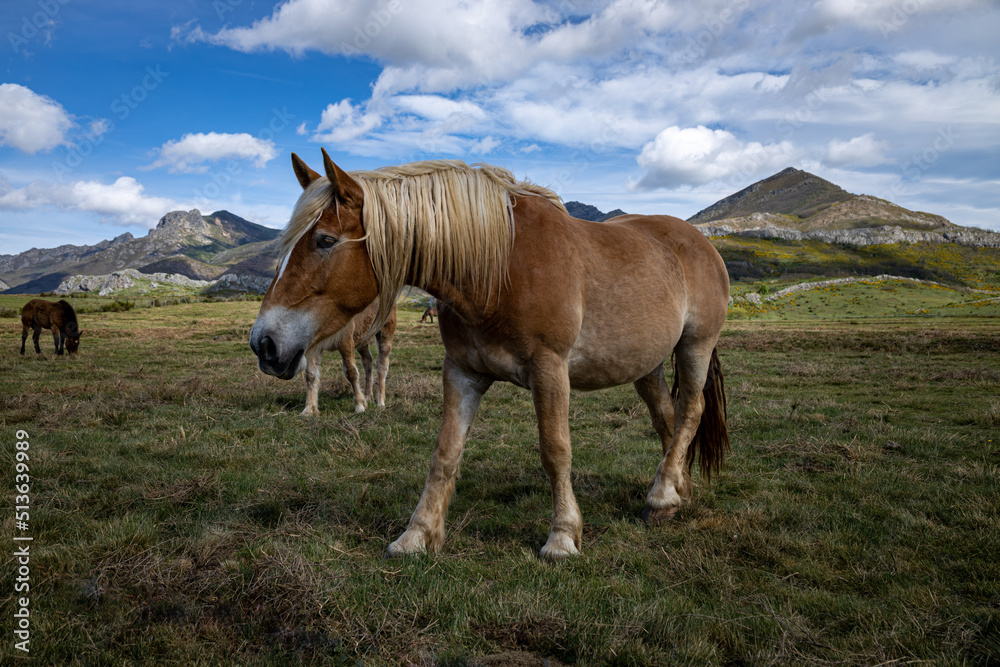 Beautiful horse with brown fur and blond manes. Beautiful horse with brown fur and blond manes.