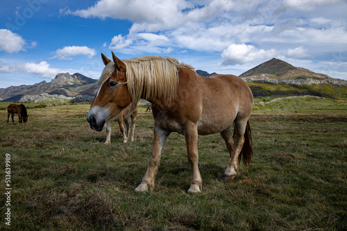 Beautiful horse with brown fur and blond manes. © Horacio Selva