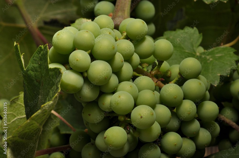 racimos cuajados de uvas en las parras viñedos racimos cuajados de uvas en las parras viñedos