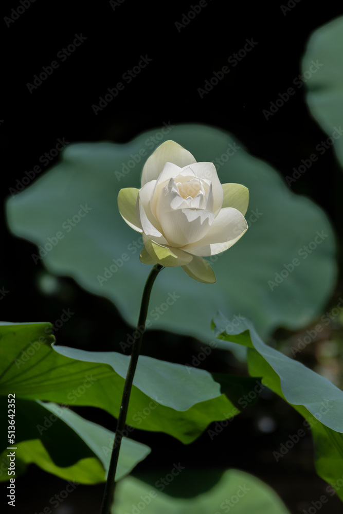 Lotus flower in Pond. Natural background Lotus flower in Pond. Natural background