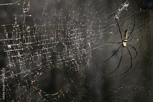 A gaint spider on web in forest. photo