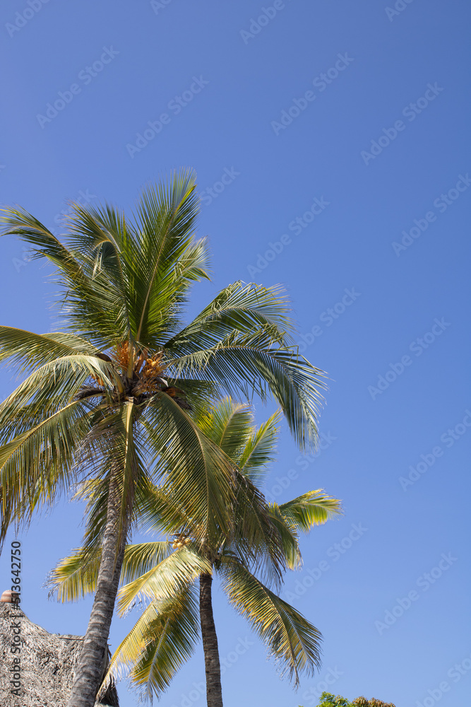 palmas de cocos