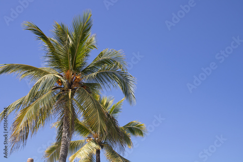 paisaje con palmeras © Gustavo