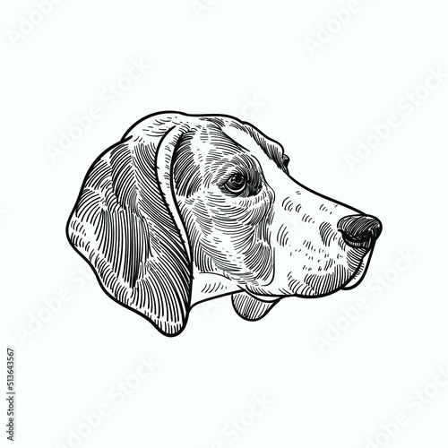 Vintage hand drawn sketch Treeing Walker Coonhound dog head