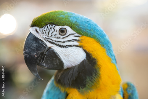 Closeup of colorful macaw bird face. Macro parrot bird head.Blue and gold Macaw parrot. Exotic colorful beautiful African macaw parrot.Bird watching in safari, South Africa wildlife. © arcyto