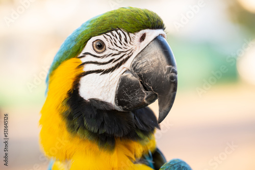 Closeup of colorful macaw bird face. Macro parrot bird head.Blue and gold Macaw parrot. Exotic colorful beautiful African macaw parrot.Bird watching in safari, South Africa wildlife.