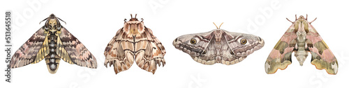 Set watercolor grey brown moth and day or night butterfly isolated on white background. Peacock eye and skull. Insect with ornament for boho or hippie style. Clipart for tattoo, wrapping sketchbook photo