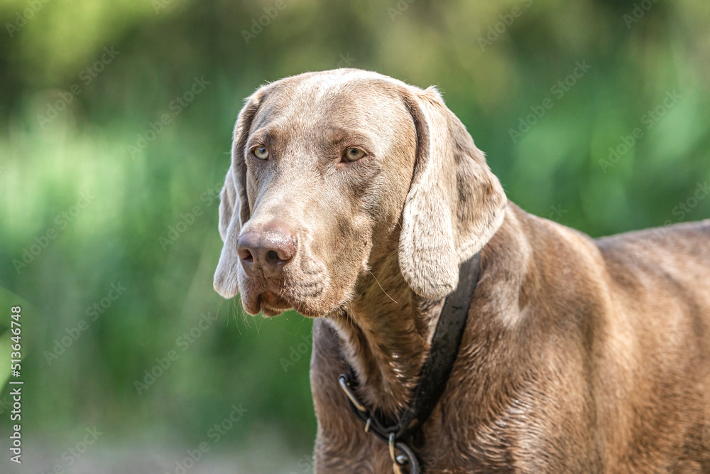 Portrait of a beautiful weimaraner hound in summer outdoors