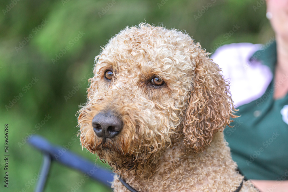 Head portrait of a golden doodle dog in summer outdoors Head portrait of a golden doodle dog in summer outdoors