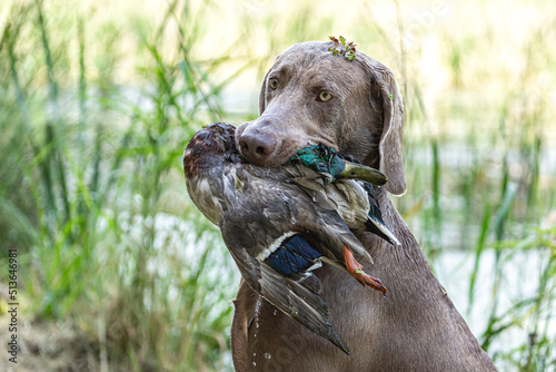Fotografie, Tablou Working dogs: Portrait of a weimaraner breed hound retrieving a duck at fowling
