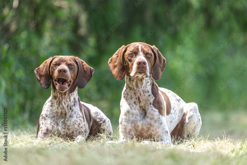 Portrait of two braque francais hounds lying on a meadow in summer outdoors. Mother and daughter