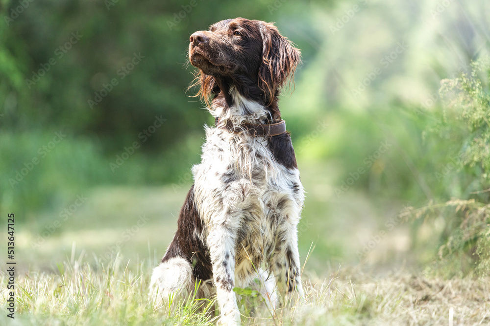 Portrait of a brown munsterlander breed hound in summer on a field outdoors