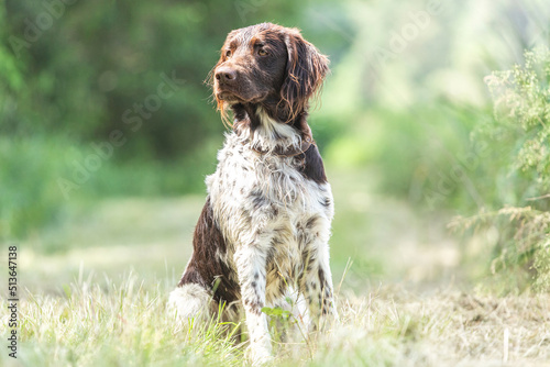 Portrait of a brown munsterlander breed hound in summer on a field outdoors