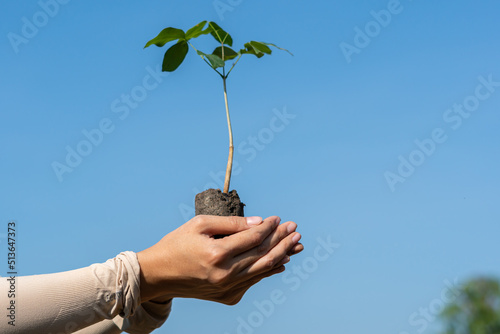 Human hands holding sprout young plant.environment Earth Day