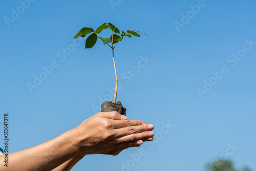 Human hands holding sprout young plant.environment Earth Day