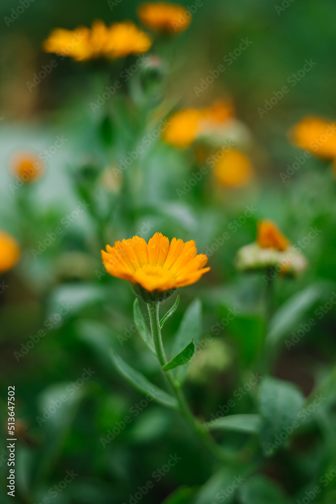 A calendula bush with yellow flowers and immature seeds. Medicinal plant. Alternative medicine. Wild flower. A calendula bush with yellow flowers and immature seeds. Medicinal plant. Alternative medicine. Wild flower.