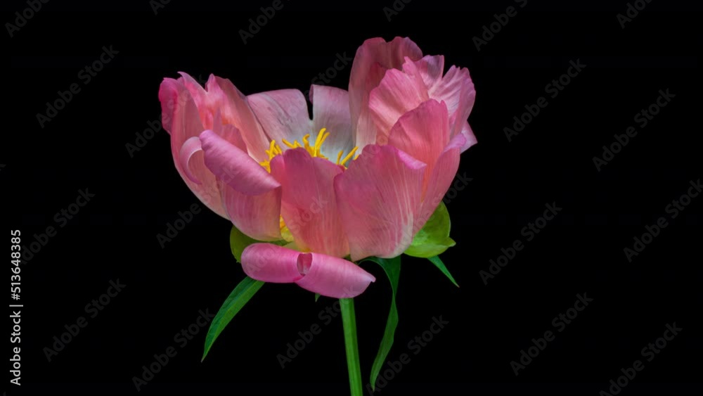 Timelapse of pink peony flower blooming on black background Timelapse of pink peony flower blooming on black background