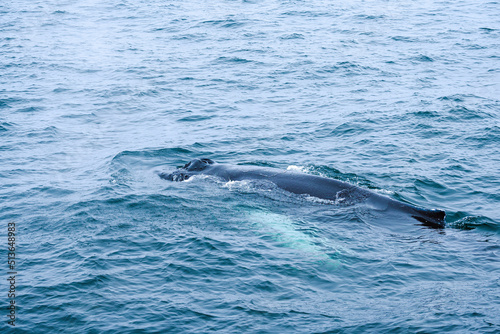 Humpback in the water