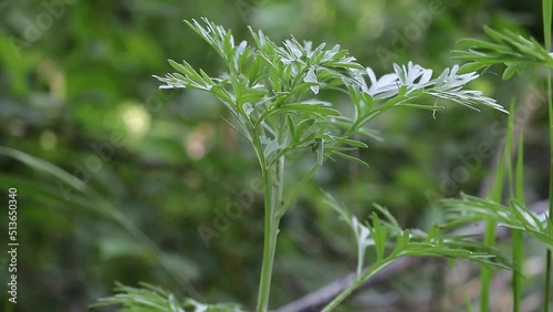 Selective focus shot of Artemisia absinthium plant in the wild - Medicinal plant concept photo