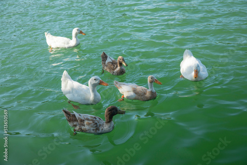 San Saba, Tx. Mill Pond park. swimming ducks.