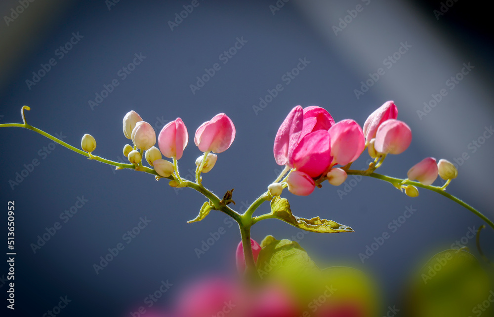 Fototapeta premium Tigon flowers in the garden