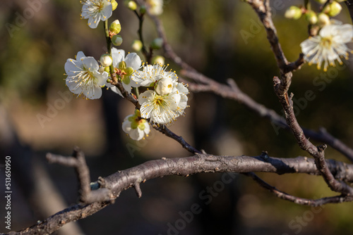 小枝の先に咲いた白い梅の花
