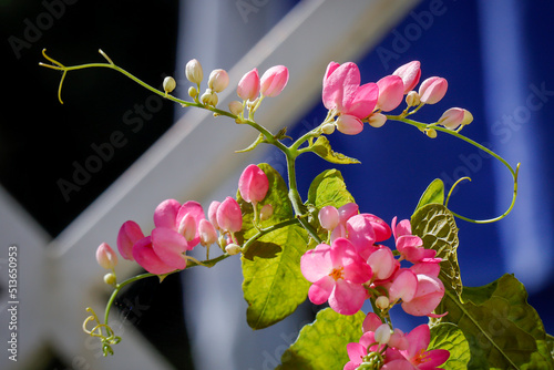 Tigon flowers in the garden
