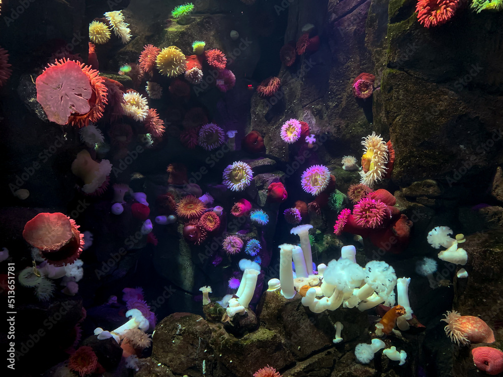 rocky seabed with many brightly colored anemones