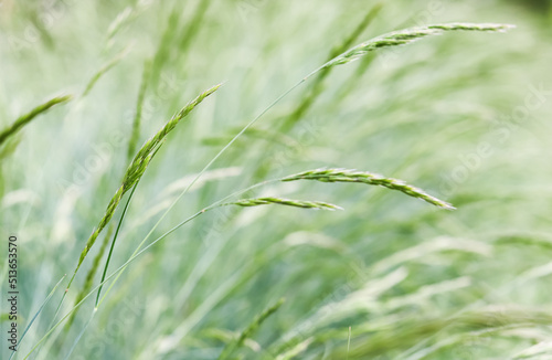 Background from decorative grass Blue fescue. Spikelets of Festuca glauca