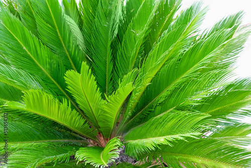 Green tropical palm outdoors  closeup