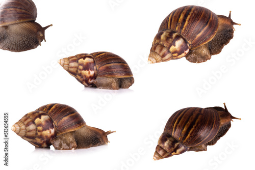 Wallpaper Mural snail isolated on white background Torontodigital.ca