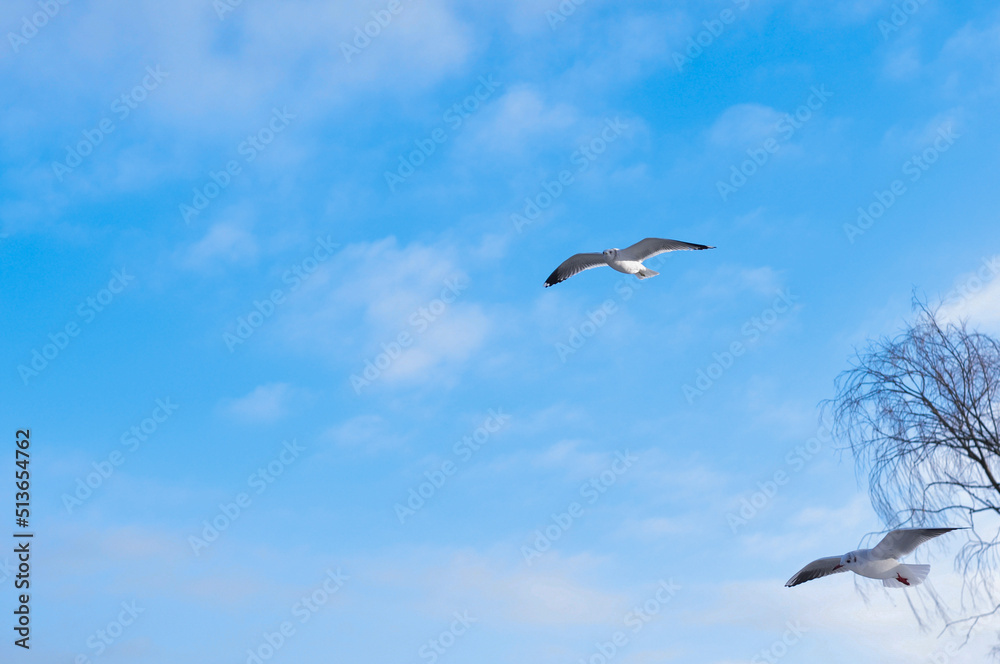 Fototapeta premium Birds flying in blue cloudy sky copy space