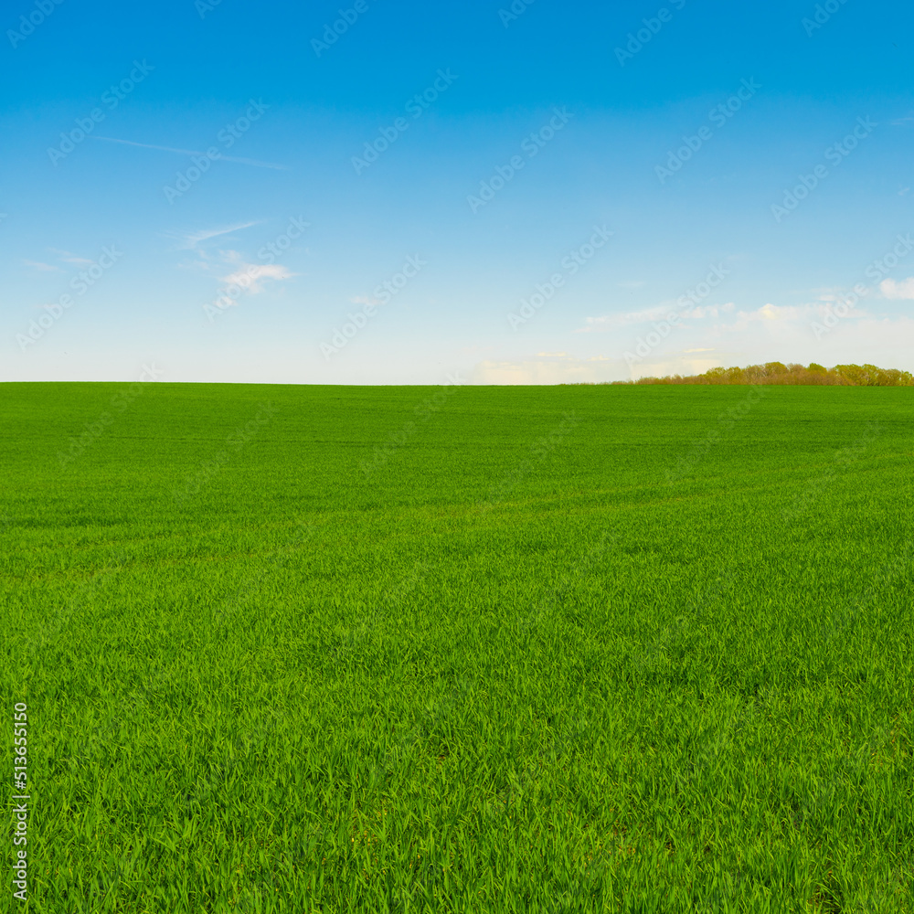 Idyllic grassland, rolling green fields, blue sky and white clouds in the background Idyllic grassland, rolling green fields, blue sky and white clouds in the background