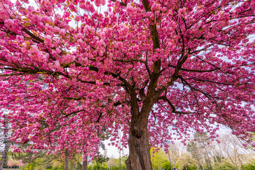 Japanese cherry sakura with pink flowers in spring time on green meadow. photo