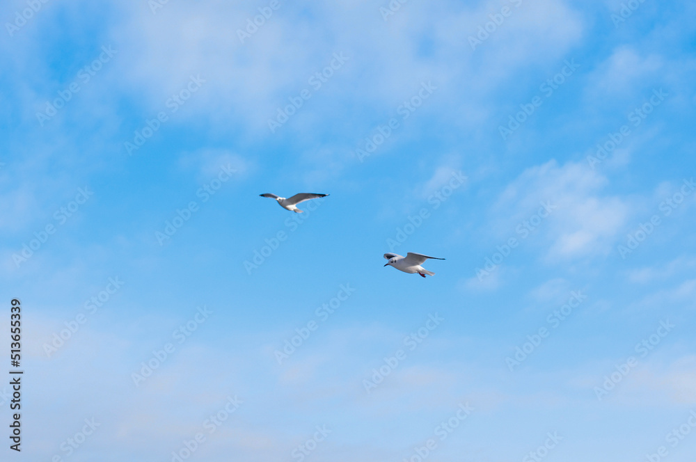 Birds flying in blue cloudy sky copy space