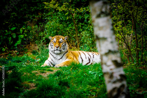 Fototapeta Naklejka Na Ścianę i Meble -   Tiger laying down on green grass