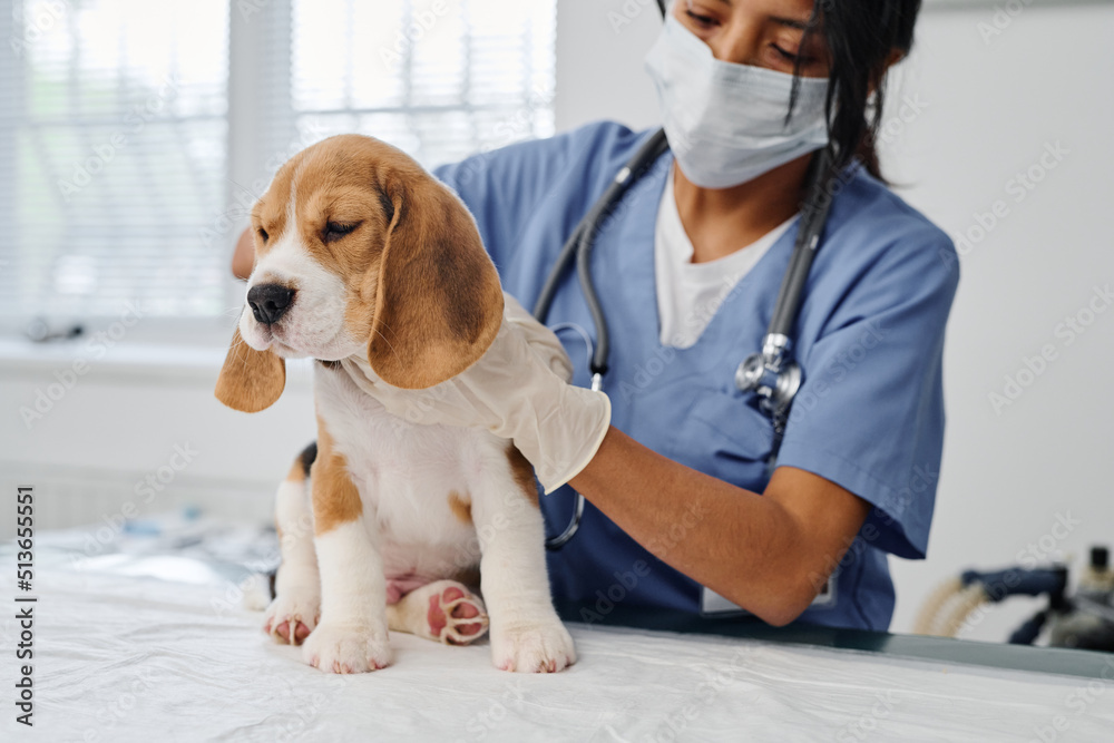 Modern young adult woman wearing mask working in veterinary clinic checking health of beagle puppy doing palpation
