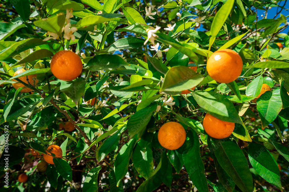  clementines ripening on tree against blue sky. Tangerine tree. Oranges on a citrus tree