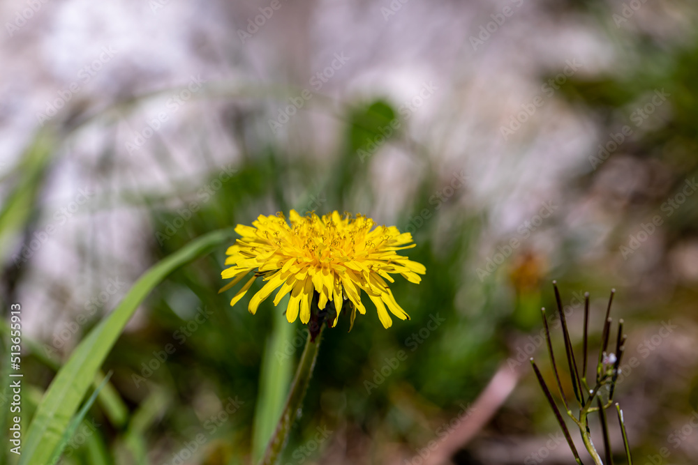 Taraxacum officinale growing in meadow, macro Taraxacum officinale growing in meadow, macro