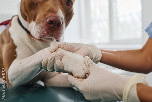 Medium close-up of unrecognizable veterinarian palpating dogs paw during appointment in clinic