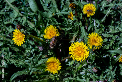 Taraxacum officinale growing in meadow  close up shoot 