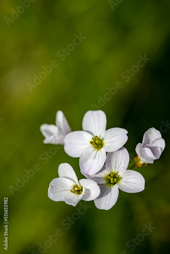 Cardamine pratensis in meadow, close up